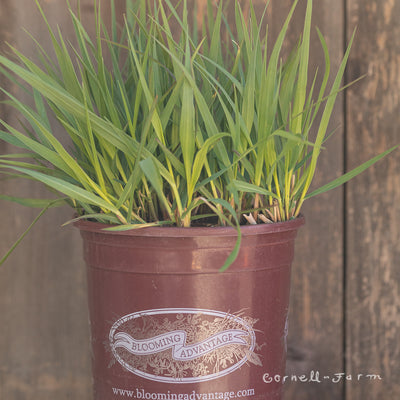 Panicum vir Shenandoah 1gal