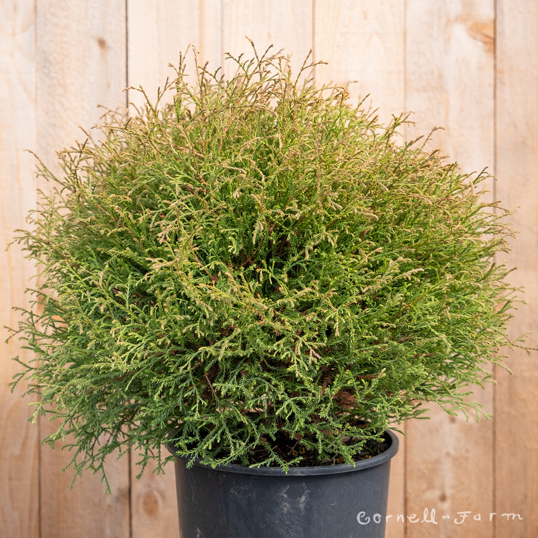 Thuja o. Linesville 3gal – Cornell Farm