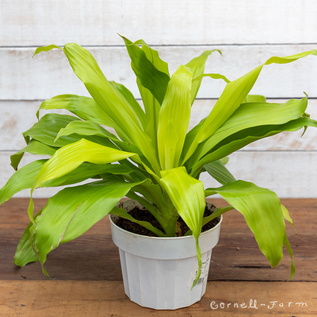 dracaena fragrans limelight Dracaena fragrans 6in Limelight