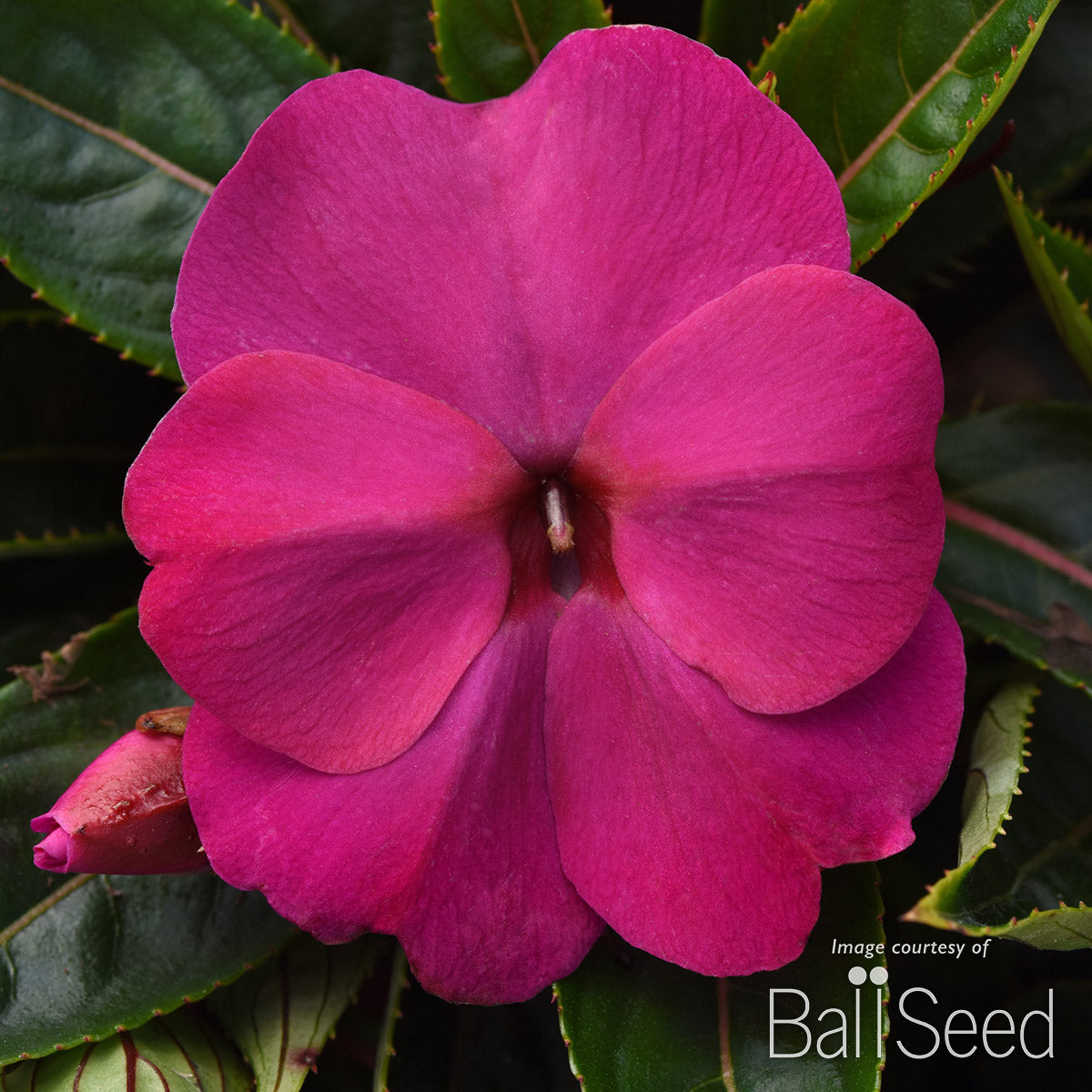Impatiens-NG Violet 4.25in ColorPower CF