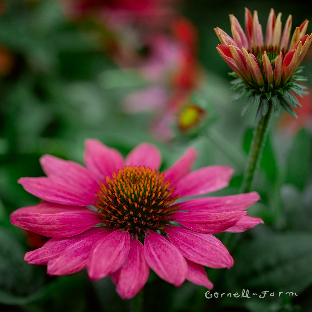 echinacea sombrero tres amigos seeds Echinacea Sombrero Tres Amigos Qrt. CF – Cornell Farm