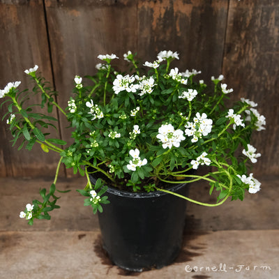 Iberis s Purity 1gal Candytuft