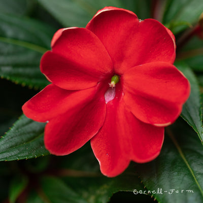 Impatiens-NG Red 4.25in ColorPower CF