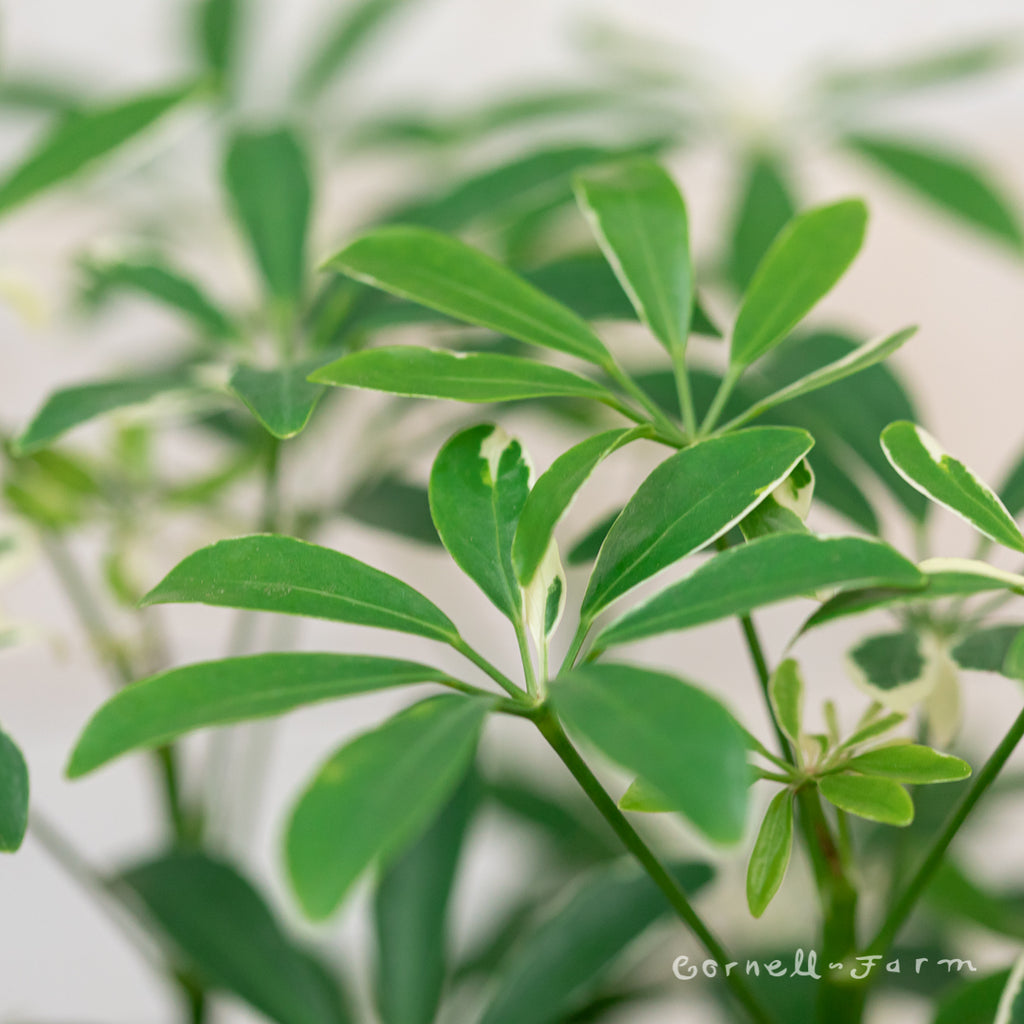 schefflera arboricola moondrop Schefflera 6in Moondrop – Cornell Farm