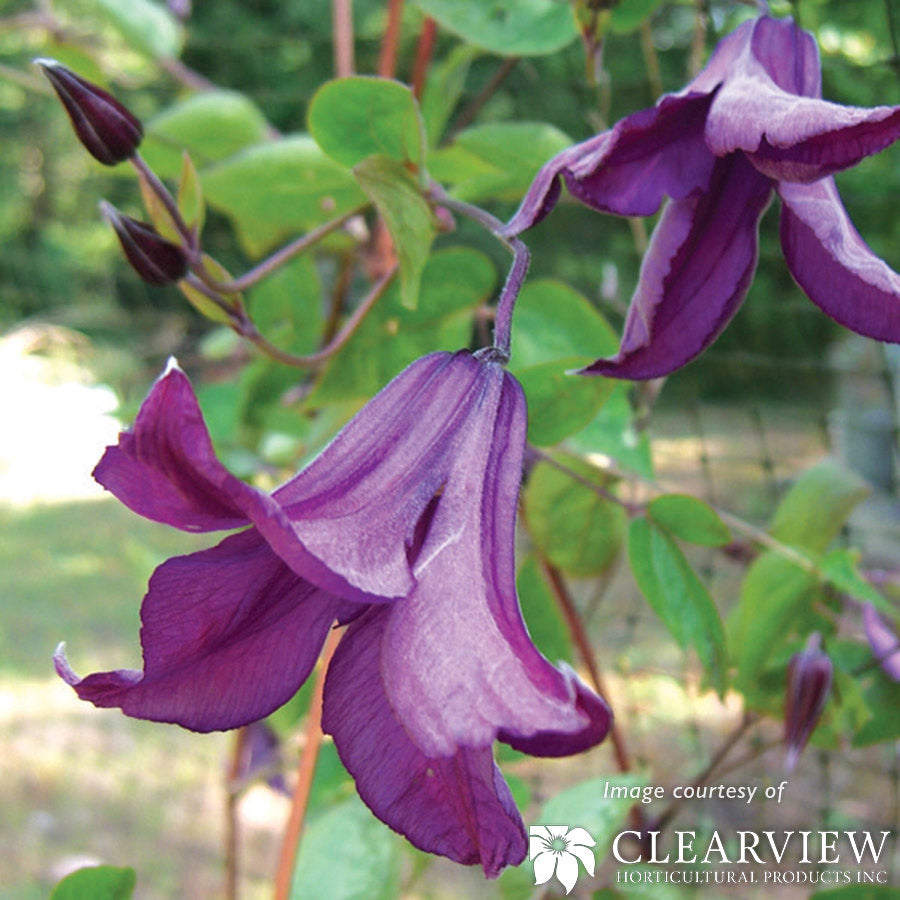 Clematis i. Pamiat Serdtsa 1gal