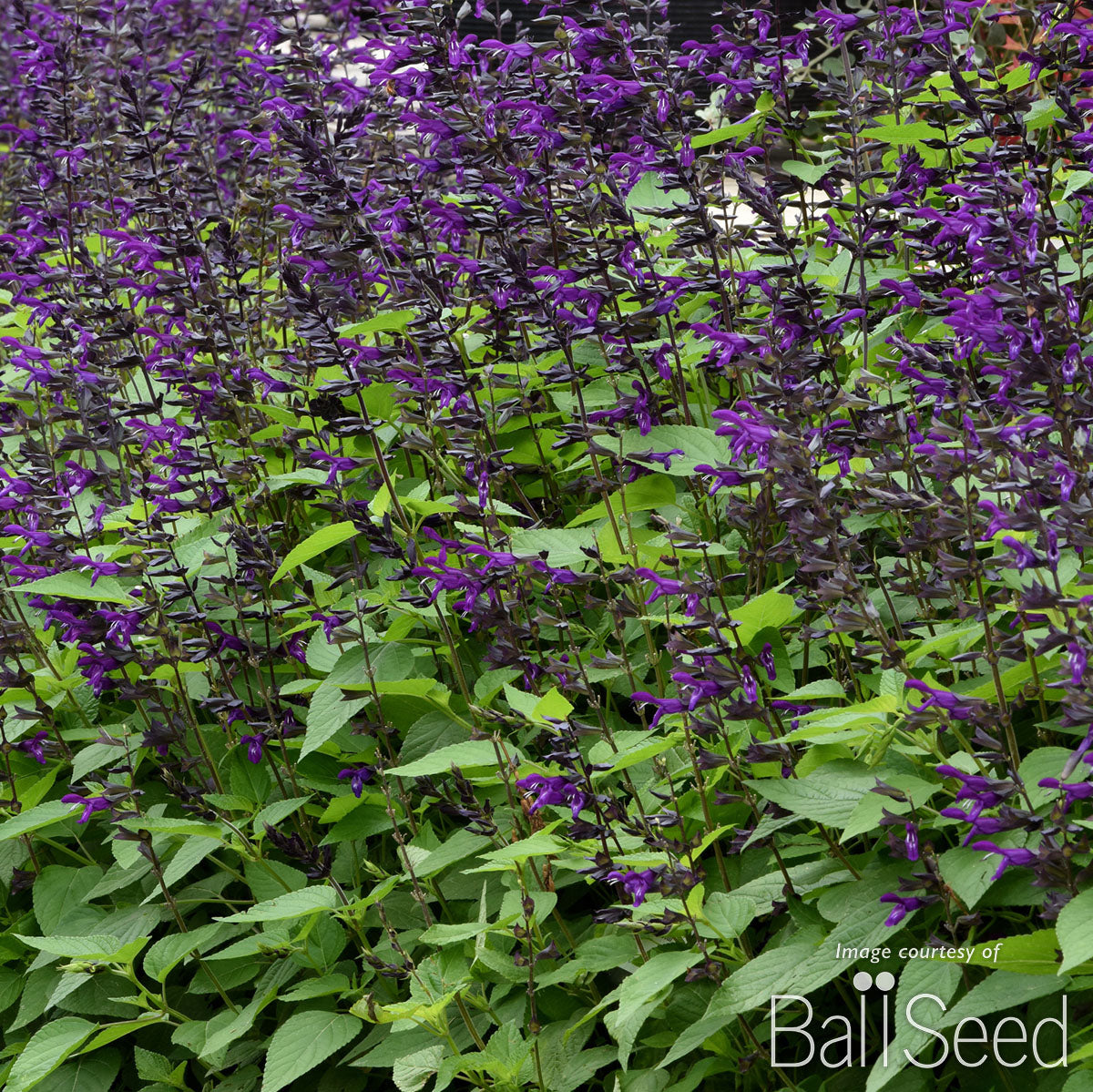 Salvia g. Purple & Bloom 1gal CF