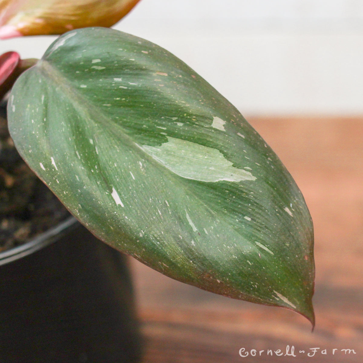 Philodendron erubescens 4in Pink Princess