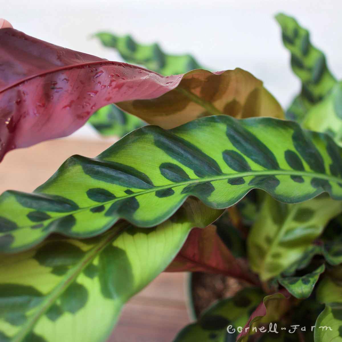 Calathea lancifolia 8in Rattlesnake Plant