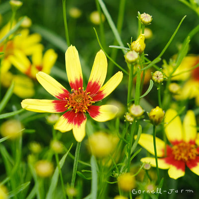 Coreopsis Firefly 1gal