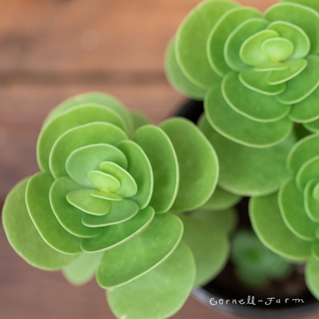 Cornell Farm Portulaca molokiniensis