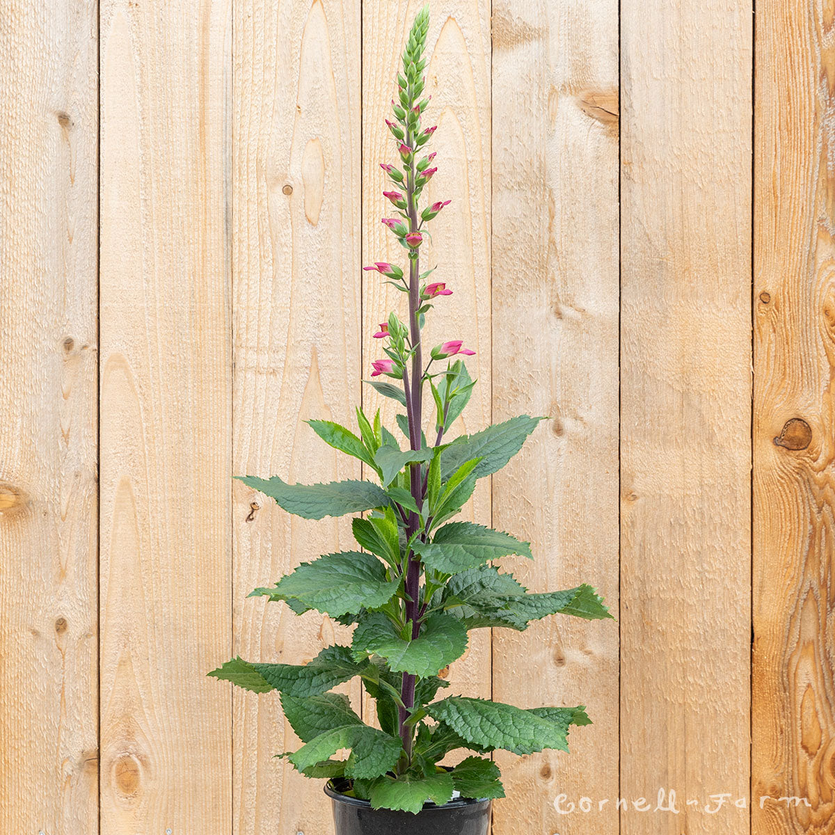 Digiplexis Rising Phoenix 1gal CF – Cornell Farm