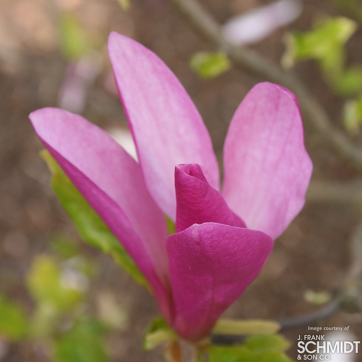 Magnolia l. x stellata Susan 7gal