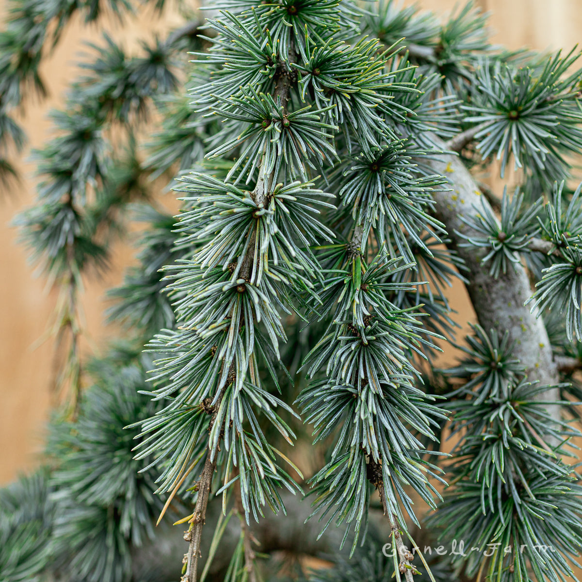 Cedrus a. Glauca Pendula Serpentine 6gal Weeping Blue Atlas Cedar