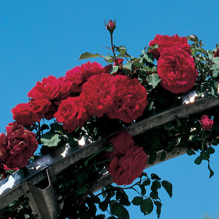 Weeks Roses Don Juan Climber Rose