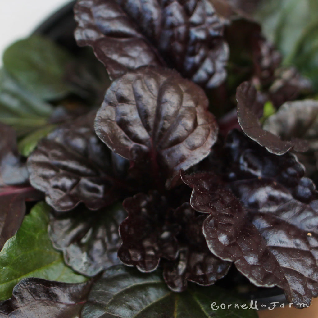 Ajuga reptans Black Scallop