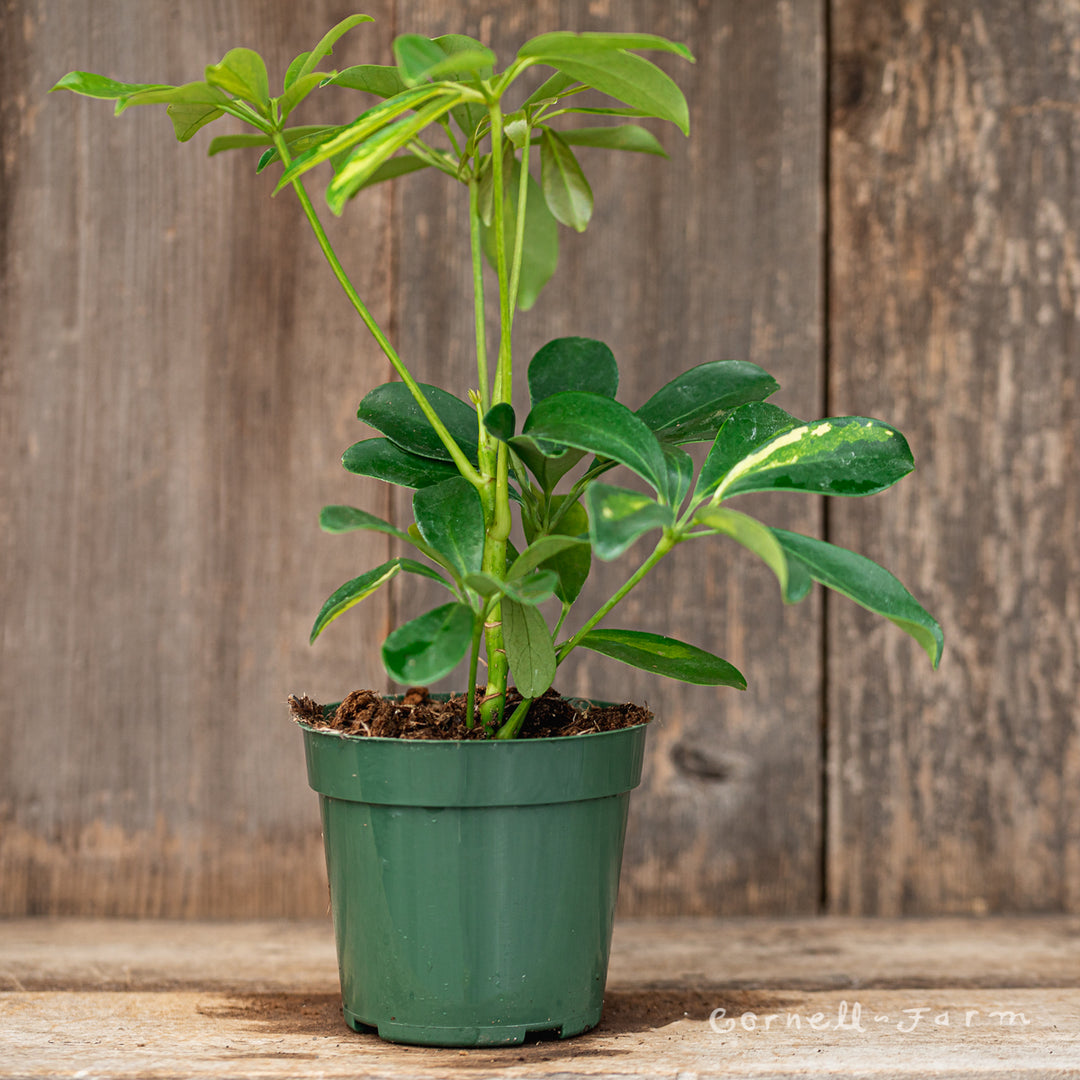 schefflera arboricola gold capella Schefflera arboricola var. 4in Gold Capella Umbrella Tree – Cornell Farm
