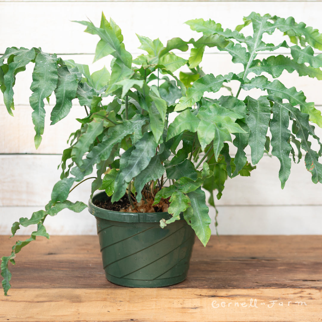 blue star fern rhizome Phlebodium aureum 8in Virginia Blue Star Fern – Cornell Farm