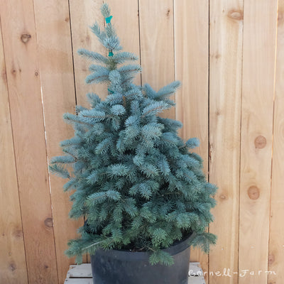 Picea pungens Baby Blue 10gal