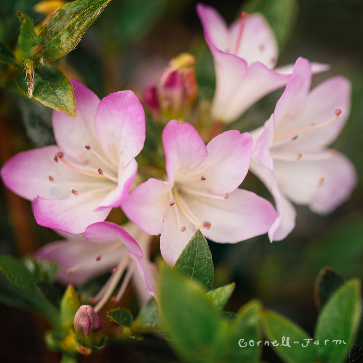 Rhododendron k. Mangetsu 1gal