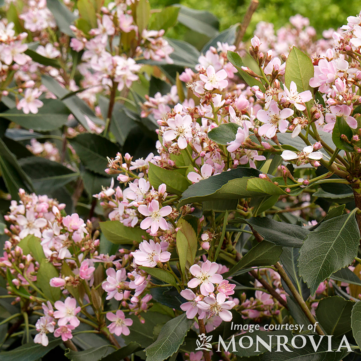 Rhaphiolepis x. Majestic Beauty 5gal Yedda Hawthorne Patio Tree