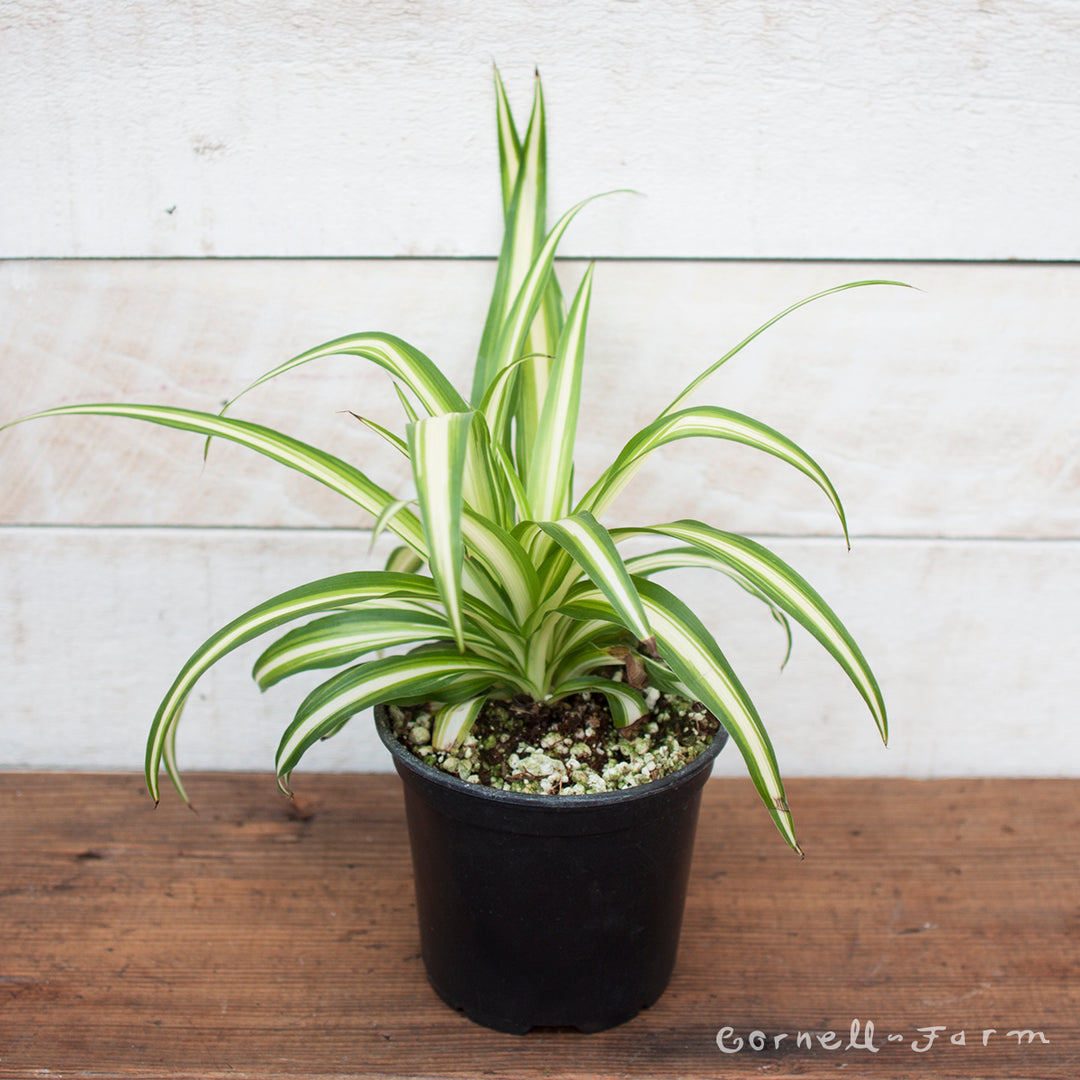 chlorophytum comosum Chlorophytum comosum 4in Variegated Spider Plant – Cornell Farm
