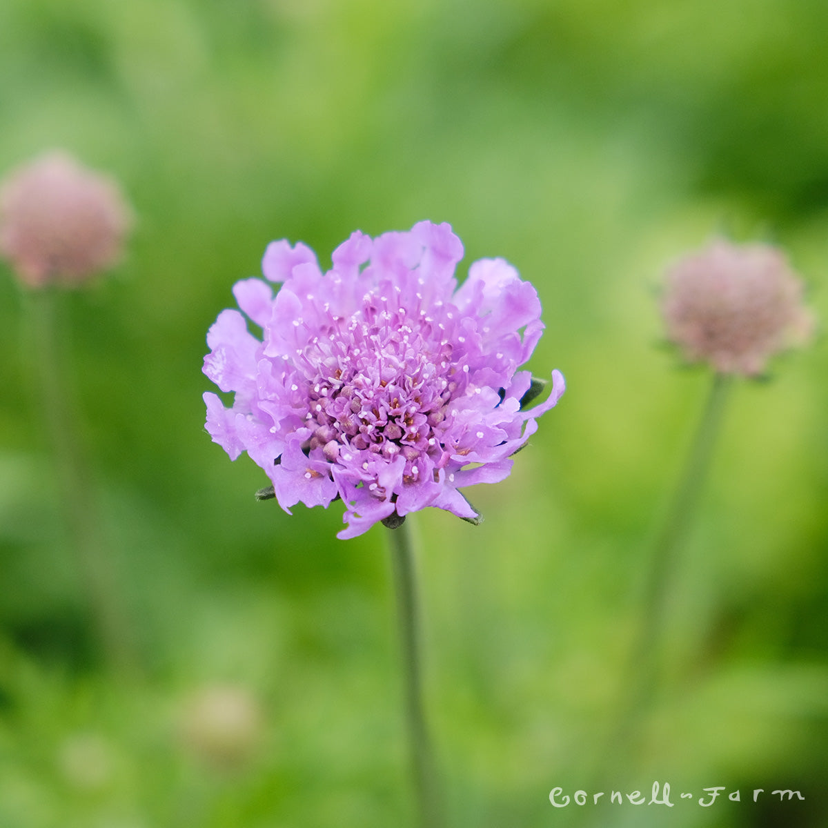 Scabiosa Vivid Violet 1gal. CF