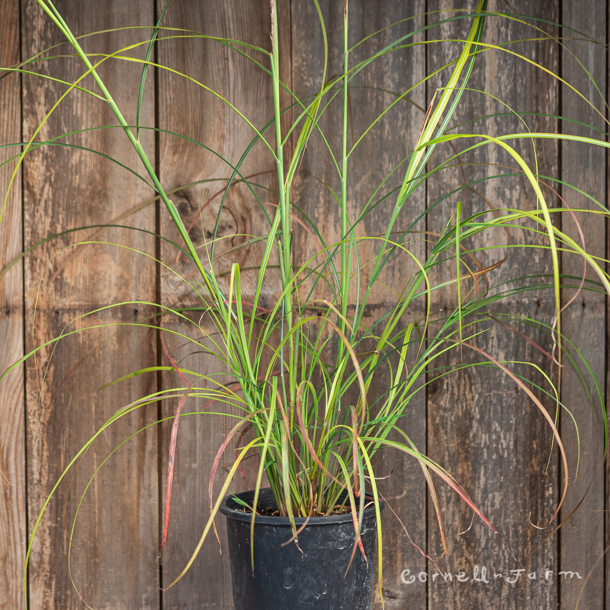 Miscanthus s Little Miss 1gal