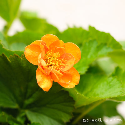 Geum Fire Storm 1gal