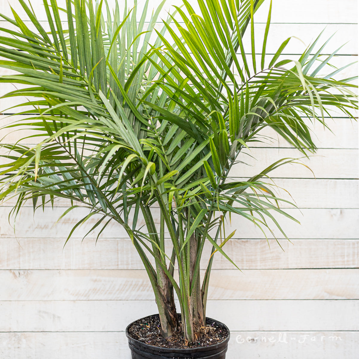 ravenea plant indoor Ravenea rivularis 10in Majesty Palm – Cornell Farm