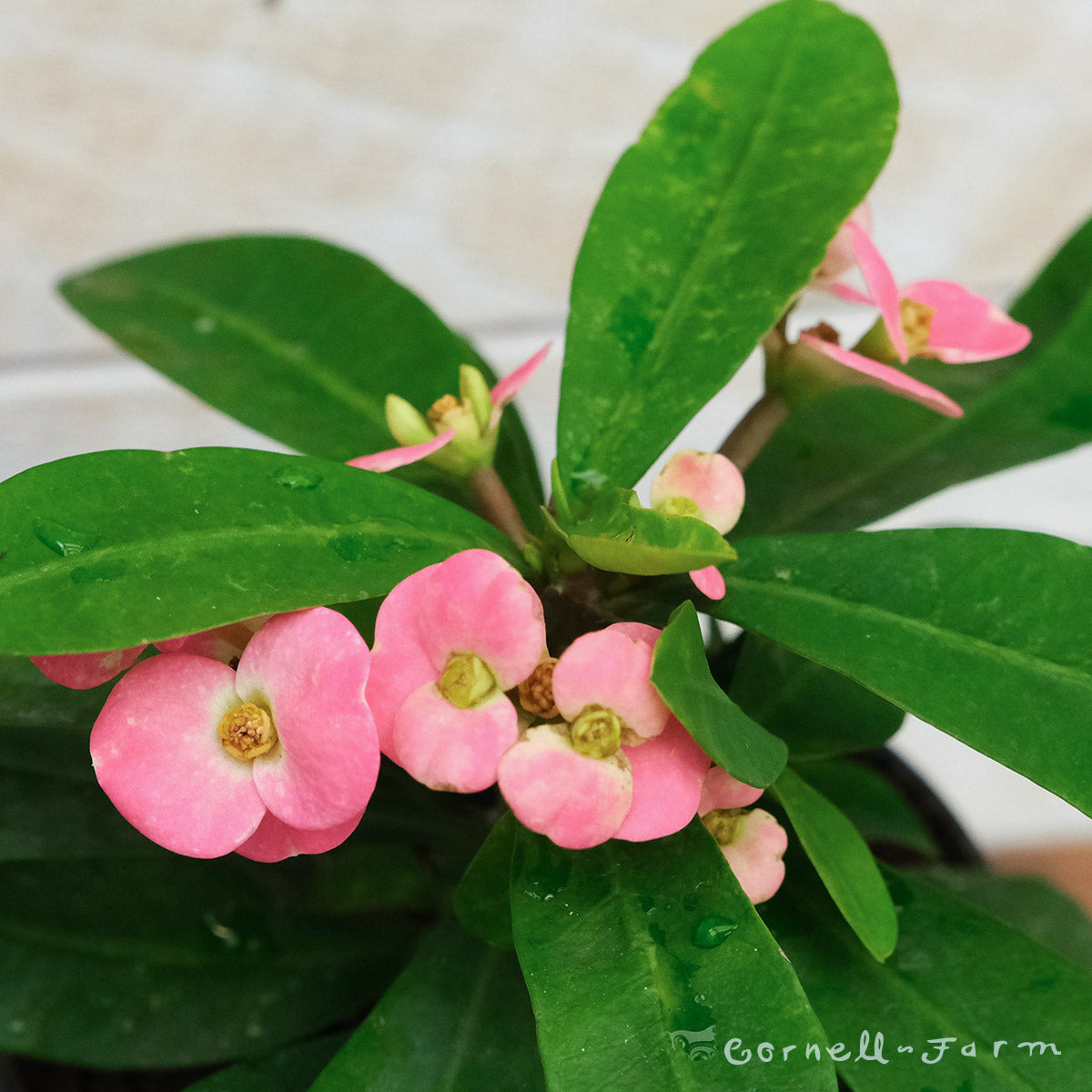 Euphorbia milii 2in Crown of Thorns