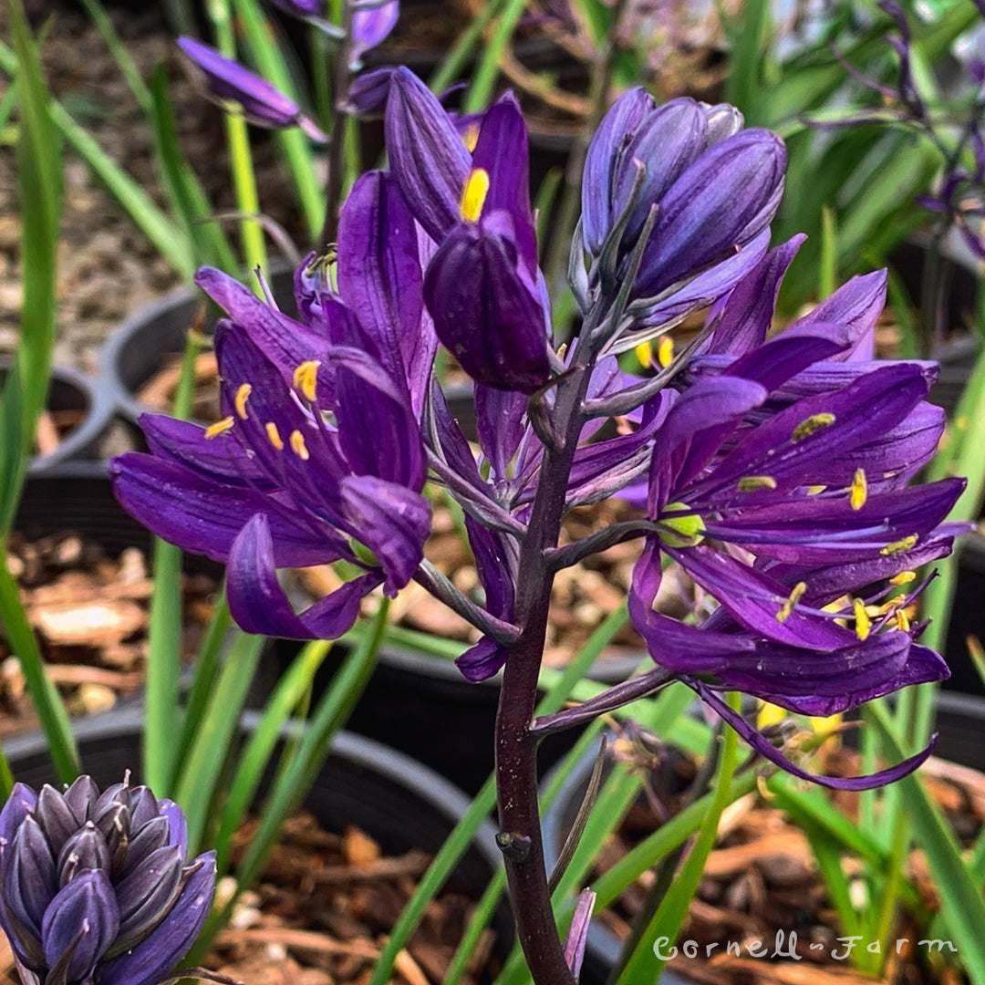 Camassia quamash 1gal. Camas – Cornell Farm