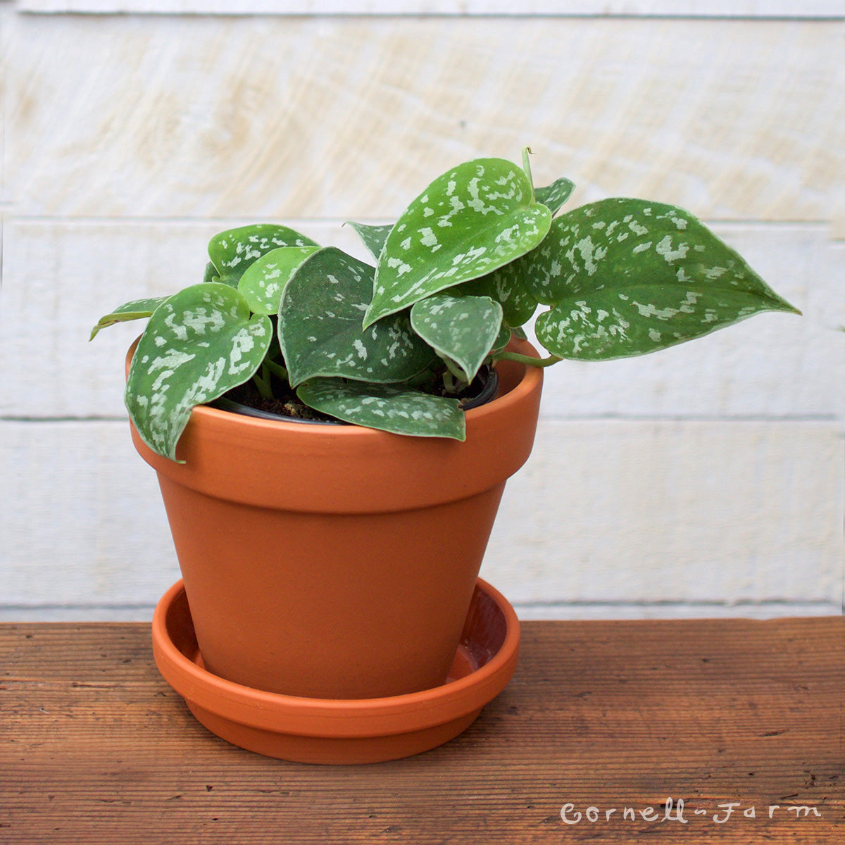 satin pothos vs scindapsus pictus Scindapsus pictus 4in Satin Pothos – Cornell Farm