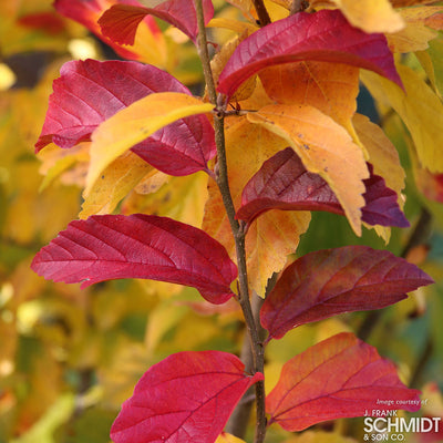 Parrotia persica Persian Spire 10gal