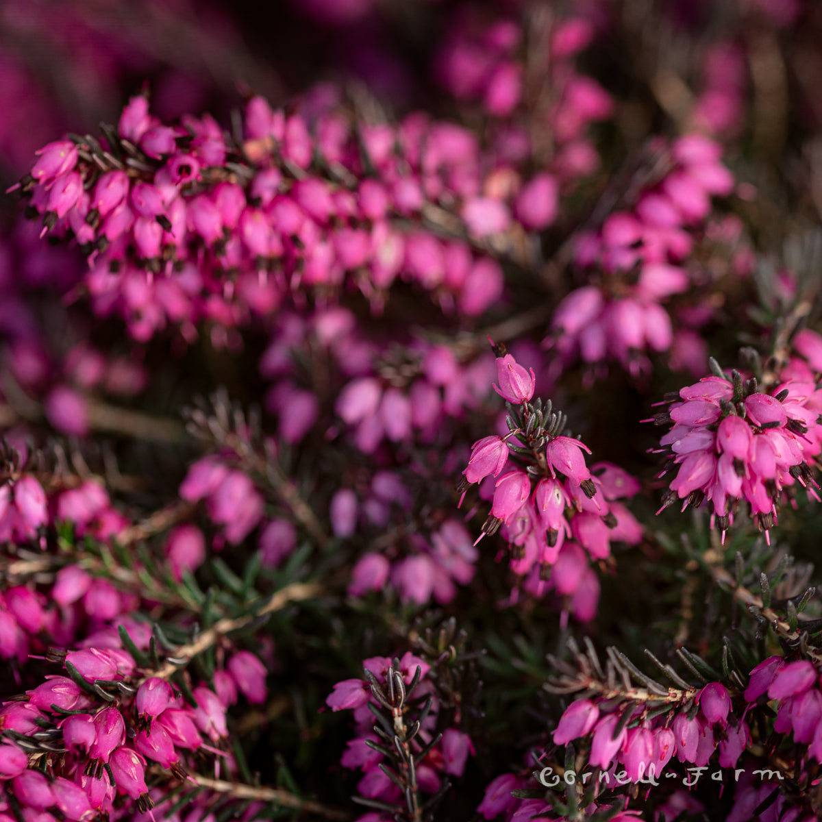 Erica x darl. Kramers Red/Kramers Rote 3gal Winter Heath