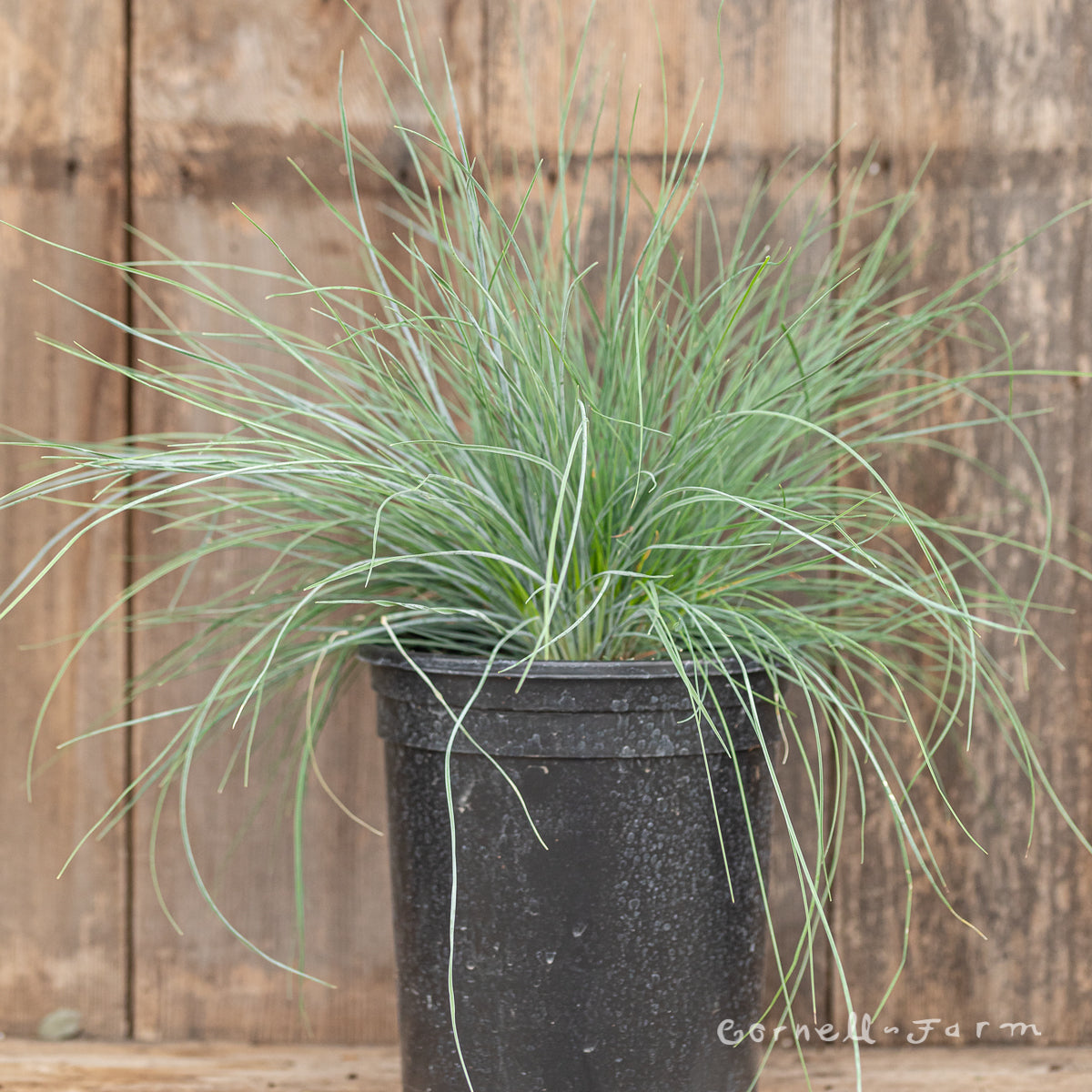 Festuca glauca Elijah Blue 1gal