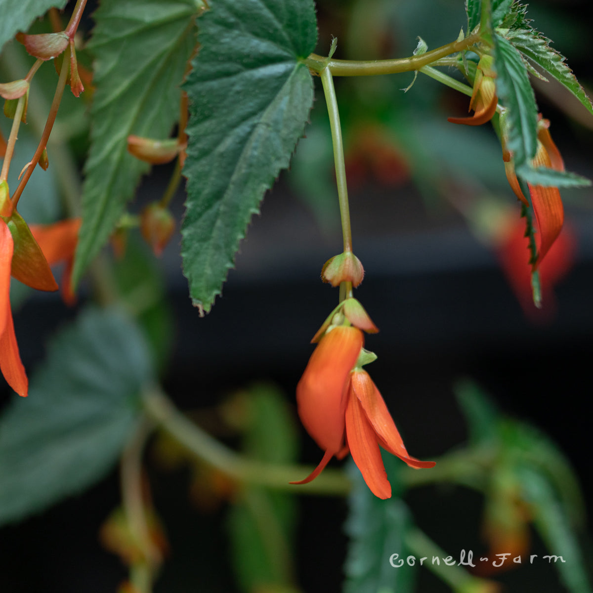 Begonia Mistral Orange Qrt. CF