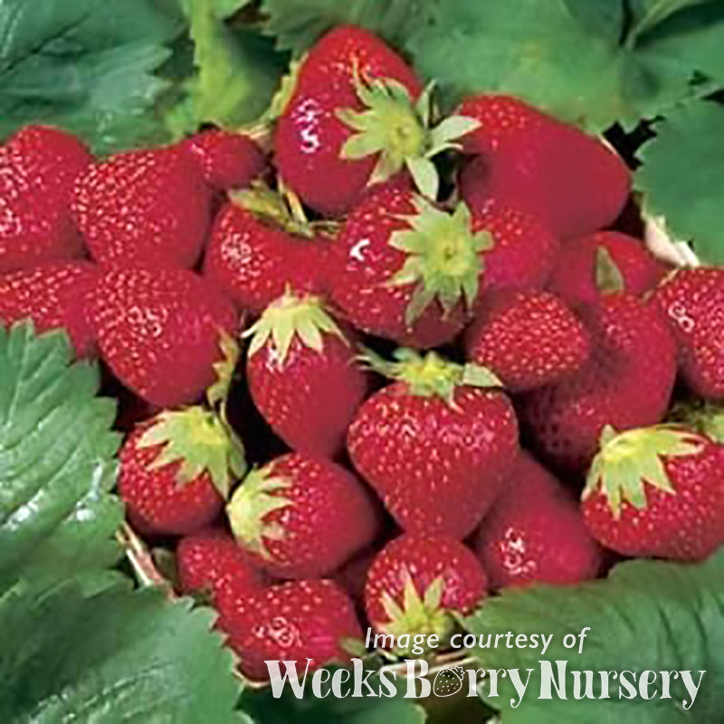 nursery strawberry seeds Strawberry Ozark Beauty EB 4.25in CF – Cornell Farm