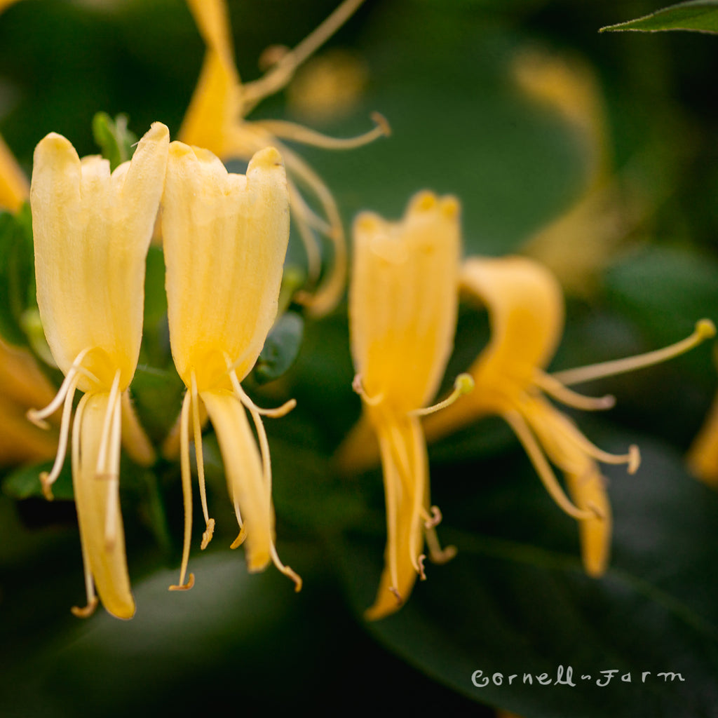 lonicera japonica halliana Lonicera j. Halliana 1gal ST