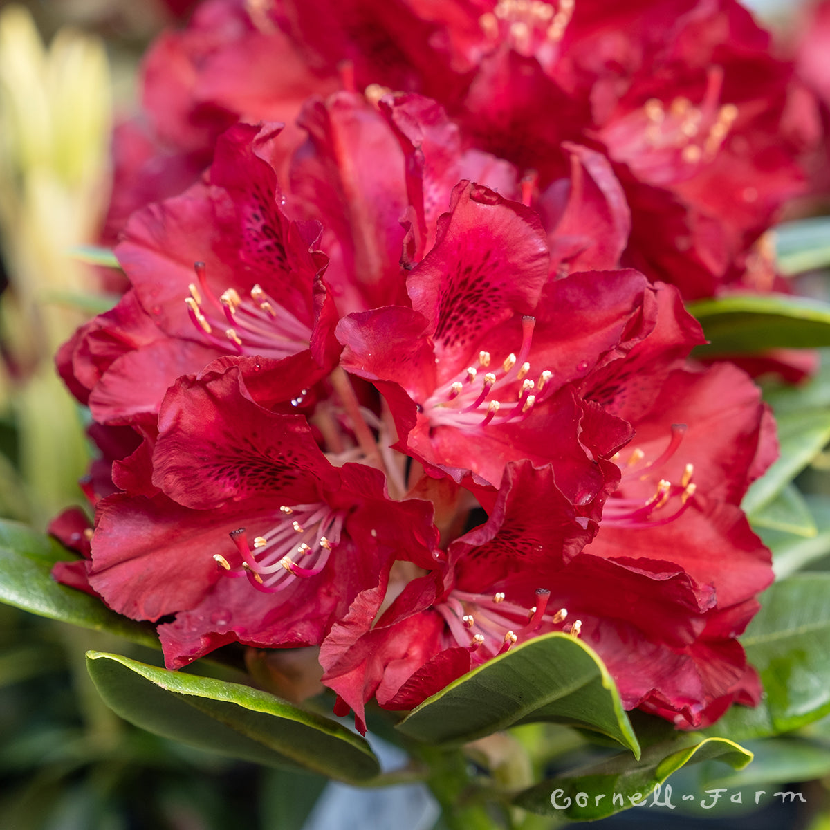 Rhododendron Henry's Red 1gal – Cornell Farm