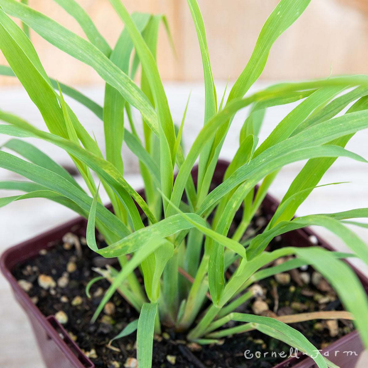 Cymbopogon Qrt. Lemon Grass