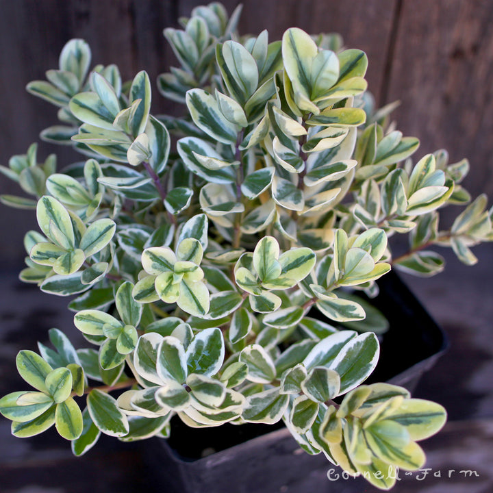 Hebe Variegata 1 gal – Cornell Farm