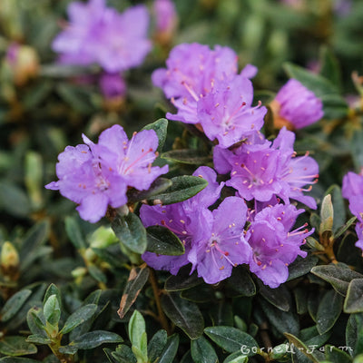 Rhododendron Ramapo 1gal Dwarf