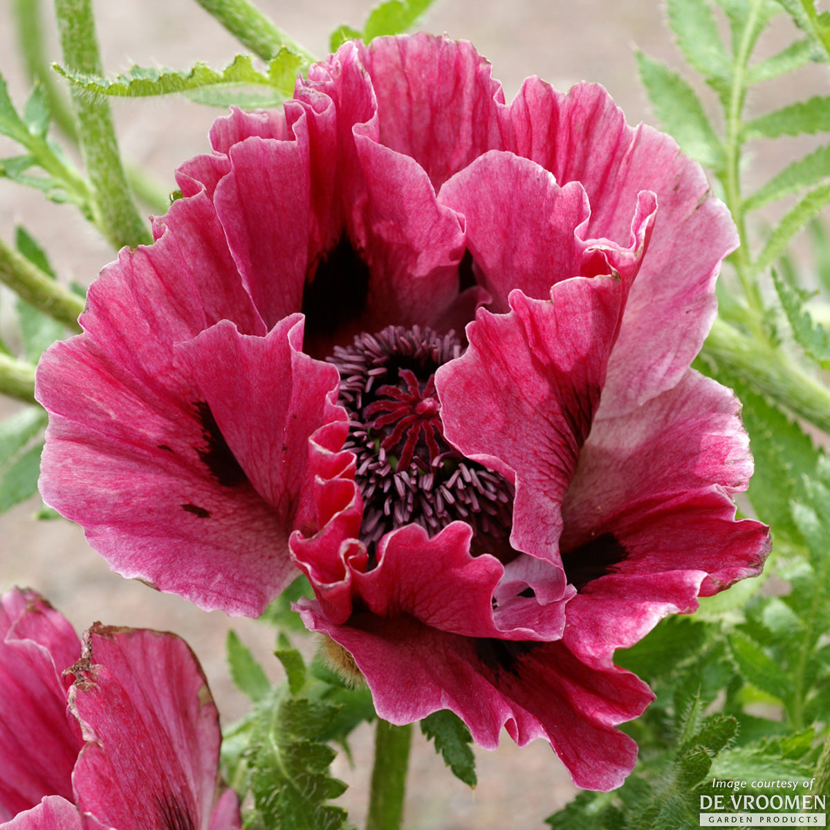 Papaver o. Harlem 1gal CF Poppy