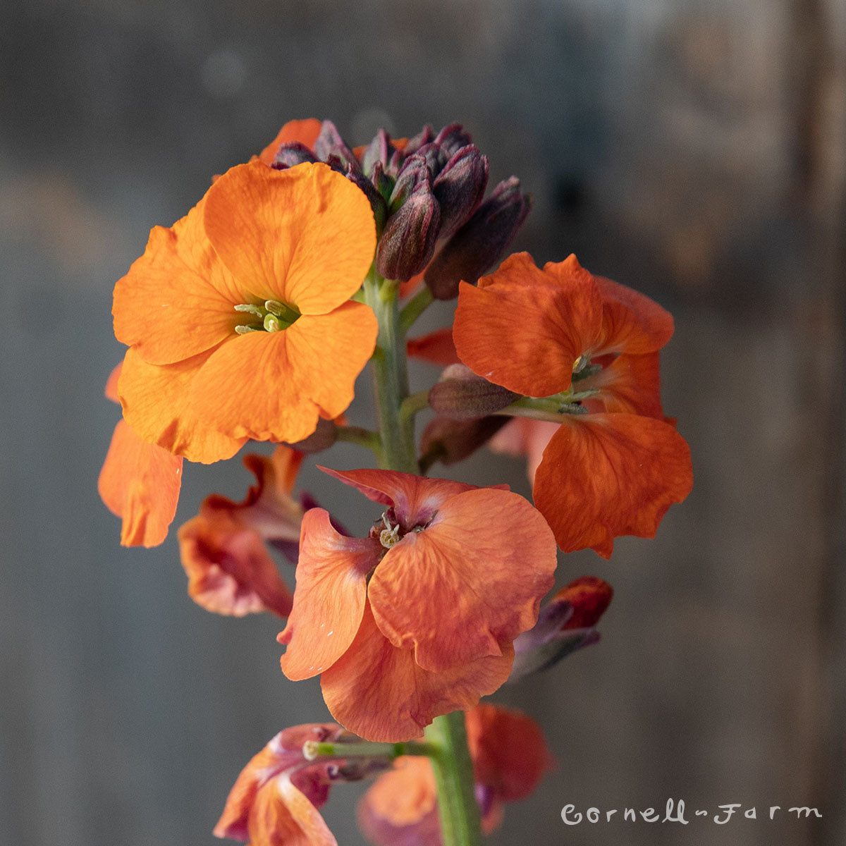 Erysimum Apricot Twist 1gal