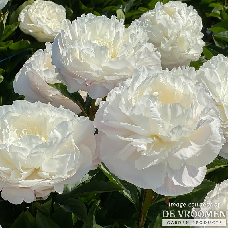 Paeonia Shirley Temple 2gal Peony CF