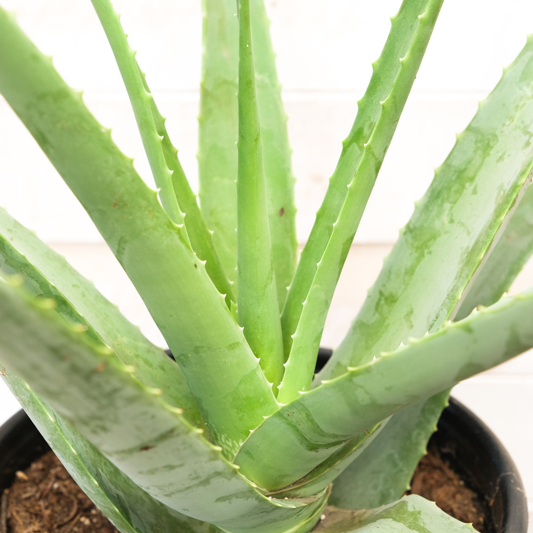 stem of aloe vera plant Aloe vera 6in – Cornell Farm