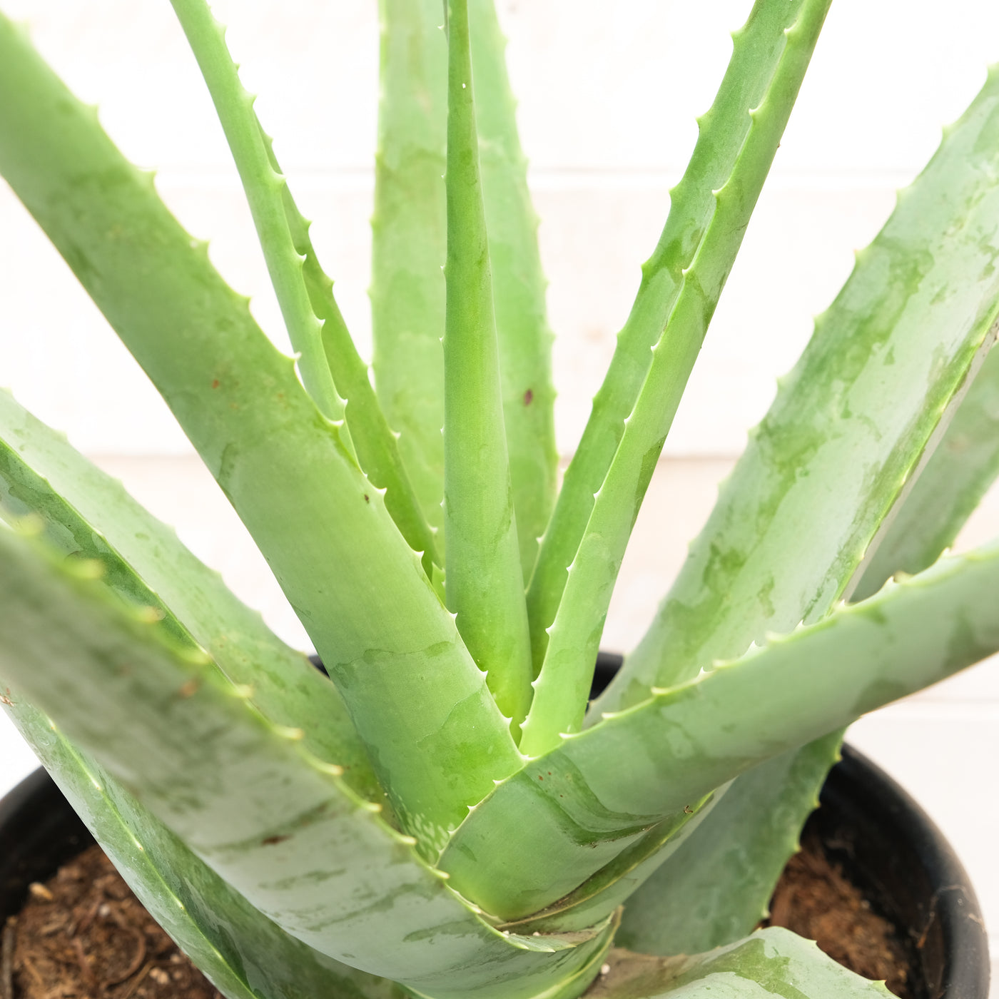 Aloe vera 6in