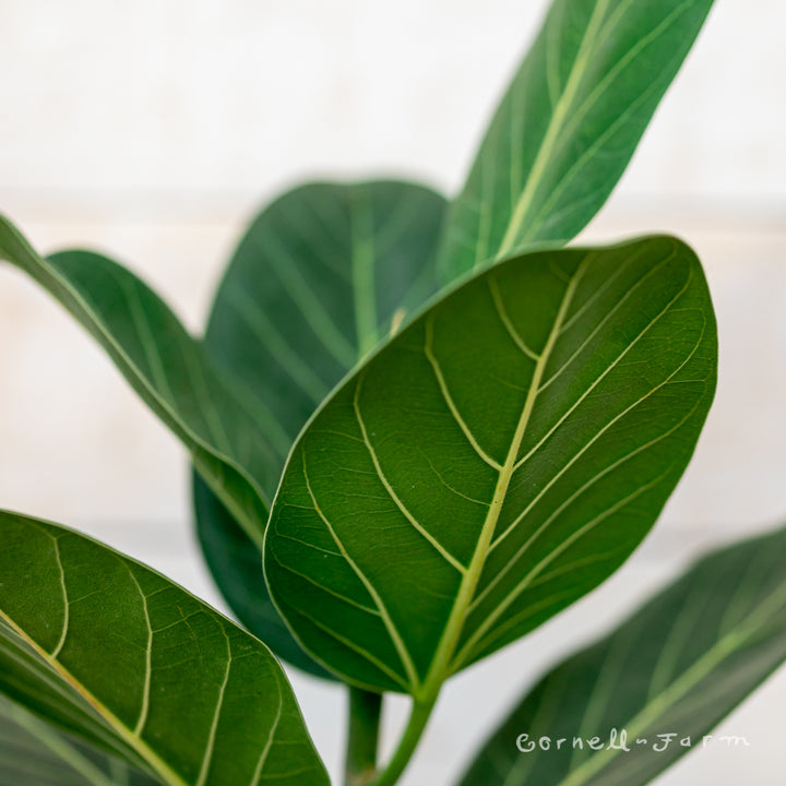 bella ficus audrey Ficus benghalensis 6in Audrey
