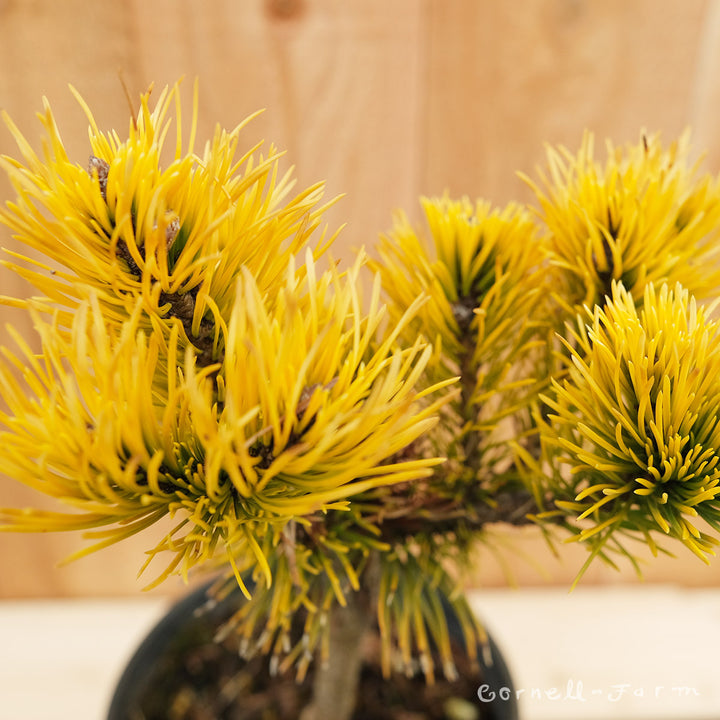 Pinus mugo Carstens Wintergold 1gal