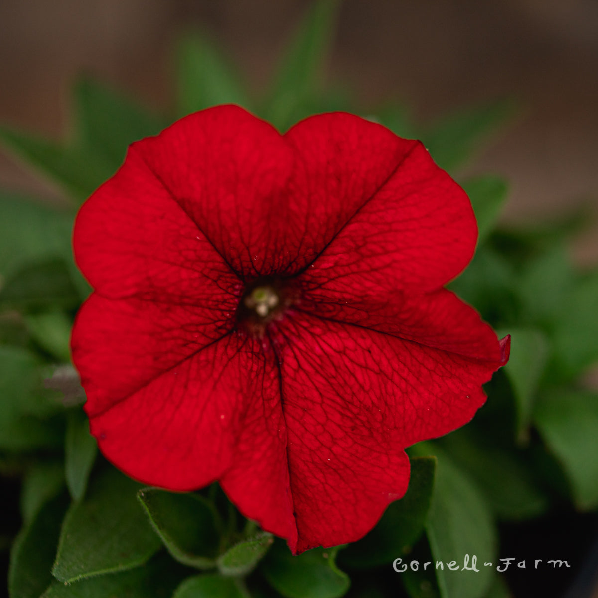 Petunia Red Headliner 4.25in CF